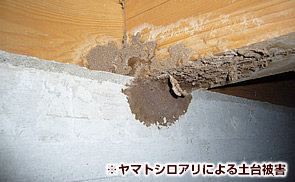 ヤマトシロアリによる土台被害