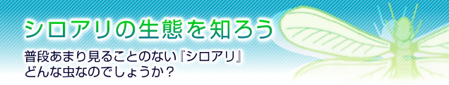 シロアリの生態を知ろう
